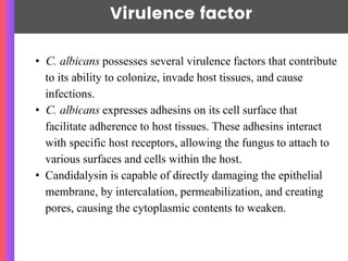 Virulence factor
• C. albicans possesses several virulence factors that contribute
to its ability to colonize, invade host tissues, and cause
infections.
• C. albicans expresses adhesins on its cell surface that
facilitate adherence to host tissues. These adhesins interact
with specific host receptors, allowing the fungus to attach to
various surfaces and cells within the host.
• Candidalysin is capable of directly damaging the epithelial
membrane, by intercalation, permeabilization, and creating
pores, causing the cytoplasmic contents to weaken.
 