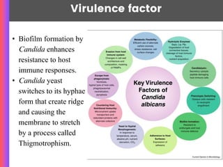 Virulence factor
• Biofilm formation by
Candida enhances
resistance to host
immune responses.
• Candida yeast
switches to its hyphae
form that create ridge
and causing the
membrane to stretch
by a process called
Thigmotrophism.
 