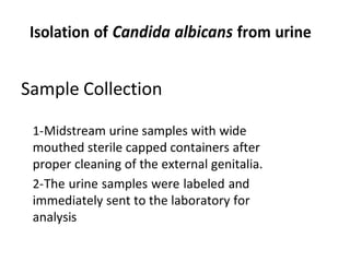 Isolation of Candida albicans from urine
Sample Collection
1-Midstream urine samples with wide
mouthed sterile capped containers after
proper cleaning of the external genitalia.
2-The urine samples were labeled and
immediately sent to the laboratory for
analysis
 