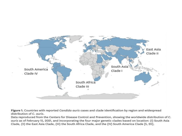 Candida Auris Detection, Prevention and Management.pdf | Infectious ...