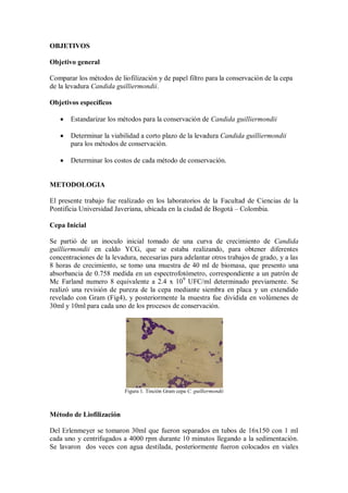 OBJETIVOS
Objetivo general
Comparar los métodos de liofilización y de papel filtro para la conservación de la cepa
de la levadura Candida guilliermondii.
Objetivos específicos
Estandarizar los métodos para la conservación de Candida guilliermondii
Determinar la viabilidad a corto plazo de la levadura Candida guilliermondii
para los métodos de conservación.
Determinar los costos de cada método de conservación.
METODOLOGIA
El presente trabajo fue realizado en los laboratorios de la Facultad de Ciencias de la
Pontificia Universidad Javeriana, ubicada en la ciudad de Bogotá – Colombia.
Cepa Inicial
Se partió de un inoculo inicial tomado de una curva de crecimiento de Candida
guilliermondii en caldo YCG, que se estaba realizando, para obtener diferentes
concentraciones de la levadura, necesarias para adelantar otros trabajos de grado, y a las
8 horas de crecimiento, se tomo una muestra de 40 ml de biomasa, que presento una
absorbancia de 0.758 medida en un espectrofotómetro, correspondiente a un patrón de
Mc Farland numero 8 equivalente a 2.4 x 109
UFC/ml determinado previamente. Se
realizó una revisión de pureza de la cepa mediante siembra en placa y un extendido
revelado con Gram (Fig4), y posteriormente la muestra fue dividida en volúmenes de
30ml y 10ml para cada uno de los procesos de conservación.
Figura 1. Tinción Gram cepa C. guilliermondii
Método de Liofilización
Del Erlenmeyer se tomaron 30ml que fueron separados en tubos de 16x150 con 1 ml
cada uno y centrifugados a 4000 rpm durante 10 minutos llegando a la sedimentación.
Se lavaron dos veces con agua destilada, posteriormente fueron colocados en viales
 