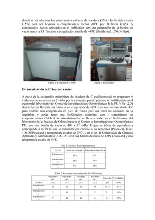 donde se les adiciono los conservantes extracto de levadura (5%) y leche descremada
(15%) para ser llevados a congelación a menos -80ºC por 24 horas (Fig5). A
continuación fueron colocados en el liofilizador con una generación de la bomba de
vacío menor a 13 Pascales y congelación estable de -40ºC (Smith et al., 2001) (Fig6).
Figura 2. Congelador a -80ºC Figura 3. Liofilizador
Estandarización de Criopreservantes.
A partir de la suspensión microbiana de levadura de C. guilliermondii se prepararon 6
viales que se separaron en 2 viales por tratamiento, para el proceso de liofilización en el
equipo del laboratorio del Centro de Investigaciones Odontológicas de la PUJ (Fig1,2,3)
donde fueron llevados los viales a un congelador de -80ºC con una inclinación de 45º
para realizar una congelación en pico de flauta para así tener un aumento en la
superficie y poder tener una liofilización completa, con 3 tratamientos de
criopreservantes (Tabla1) la estandarización se llevo a cabo en el liofilizador del
laboratorio de la facultad de Odontología en el Centro de Investigaciones Odontológicas
PUJ con una bomba de vacío de 400 x10-3
mBar lo que en tablas de equivalencia
corresponde a 40 Pa lo que se encuentra por encima de lo reportado (Pascales) (1Ba=
100.000Pascales) y temperatura estable de 60ºC, y en el de la Universidad de Ciencias
Aplicadas y Ambientales (U.D.C.A.) con una bomba de vacío de 12 Pa (Pascales) y una
temperatura estable de 40ºC.
Tabla 1. Mezclas de criopreservantes
Tabla 2. Recuento estandarización de liofilización
 