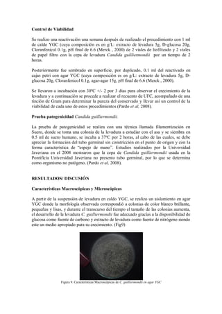 Control de Viabilidad
Se realizo una reactivación una semana después de realizado el procedimiento con 1 ml
de caldo YGC (cuya composición es en g/L: extracto de levadura 5g, D-glucosa 20g,
Cloranfenicol 0.1g, pH final de 6.6 (Merck , 2000) de 2 viales de liofilizado y 2 viales
de papel filtro con la cepa de levadura Candida guilliermondii por un tiempo de 2
horas.
Posteriormente fue sembrado en superficie, por duplicado, 0.1 ml del reactivado en
cajas petri con agar YGC (cuya composición es en g/L: extracto de levadura 5g, D-
glucosa 20g, Cloranfenicol 0.1g, agar-agar 15g, pH final de 6.6 (Merck , 2000).
Se llevaron a incubación con 30ºC +/- 2 por 3 días para observar el crecimiento de la
levadura y a continuación se procede a realizar el recuento de UFC, acompañado de una
tinción de Gram para determinar la pureza del conservado y llevar así un control de la
viabilidad de cada uno de estos procedimientos (Pardo et al, 2008).
Prueba patogenicidad Candida guilliermondii.
La prueba de patogenicidad se realiza con una técnica llamada filamentización en
Suero, donde se toma una colonia de la levadura a estudiar con el asa y se siembra en
0.5 ml de suero humano, se incuba a 37ºC por 2 horas, al cabo de las cuales, se debe
apreciar la formación del tubo germinal sin constricción en el punto de origen y con la
forma característica de “espejo de mano”. Estudios realizados por la Universidad
Javeriana en el 2008 mostraron que la cepa de Candida guilliermondii usada en la
Pontificia Universidad Javeriana no presento tubo germinal, por lo que se determina
como organismo no patógeno. (Pardo et al, 2008).
RESULTADOS/ DISCUSIÓN
Características Macroscópicas y Microscópicas
A partir de la suspensión de levadura en caldo YGC, se realizo un aislamiento en agar
YGC donde la morfología observada correspondió a colonias de color blanco brillante,
pequeñas y lisas, y durante el transcurso del tiempo el tamaño de las colonias aumenta,
el desarrollo de la levadura C. guilliermondii fue adecuado gracias a la disponibilidad de
glucosa como fuente de carbono y extracto de levadura como fuente de nitrógeno siendo
este un medio apropiado para su crecimiento. (Fig9)
Figura 9. Características Macroscópicas de C. guilliermondii en agar YGC
 