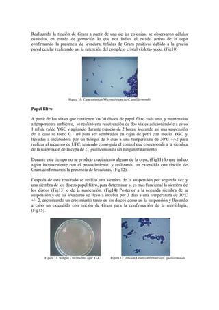 Realizando la tinción de Gram a partir de una de las colonias, se observaron células
ovaladas, en estado de gemación lo que nos indica el estado activo de la cepa
confirmando la presencia de levadura, teñidas de Gram positivas debido a la gruesa
pared celular realizando así la retención del complejo cristal violeta- yodo. (Fig10)
Figura 10. Características Microscópicas de C. guilliermondii
Papel filtro
A partir de los viales que contienen los 30 discos de papel filtro cada uno, y mantenidos
a temperatura ambiente, se realizó una reactivación de dos viales adicionándole a estos
1 ml de caldo YGC y agitando durante espacio de 2 horas, logrando así una suspensión
de la cual se tomó 0.1 ml para ser sembrados en cajas de petri con medio YGC y
llevadas a incubadora por un tiempo de 3 días a una temperatura de 30ºC +/-2 para
realizar el recuento de UFC, teniendo como guía el control que corresponde a la siembra
de la suspensión de la cepa de C. guilliermondii sin ningún tratamiento.
Durante este tiempo no se produjo crecimiento alguno de la cepa, (Fig11) lo que indico
algún inconveniente con el procedimiento, y realizando un extendido con tinción de
Gram confirmamos la presencia de levaduras, (Fig12).
Después de este resultado se realizo una siembra de la suspensión por segunda vez y
una siembra de los discos papel filtro, para determinar si es más funcional la siembra de
los discos (Fig13) o de la suspensión. (Fig14) Posterior a la segunda siembra de la
suspensión y de las levaduras se llevo a incubar por 3 días a una temperatura de 30ºC
+/- 2, encontrando un crecimiento tanto en los discos como en la suspensión y llevando
a cabo un extendido con tinción de Gram para la confirmación de la morfología,
(Fig15).
Figura 11. Ningún Crecimiento agar YGC Figura 12. Tinción Gram confirmativo C. guilliermondii
 