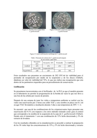 Figura 13. Siembra discos papel filtro Figura 14.Siembra suspensión papel filtro
C.guilliermondii C.guilliermondii
Figura 15. Gram confirmación morfología de C. guilliermondii
Tabla 3. Recuento de colonias de C. guilliermondii después
de una semana papel filtro
Estos resultados nos presentan un crecimiento de 202 UFC/ml de viabilidad para el
promedio de recuperación por medio de la suspensión y de los discos (Tabla4),
dándonos un valor de viabilidad del 74%, lo que nos indica una recuperación que esta
dentro de los parámetros requeridos para un procedimiento de conservación.
Liofilización
Se presentaron inconvenientes con el liofilizador de la PUJ ya que el modelo presente
en el laboratorio no permite la programación de la bomba de vacío lo que nos llevo a
una lisis de las células por exceso de presión.
Después de una semana de tener los viales a temperatura ambiente se realizó con los
viales una reactivación por 2 horas con caldo YGC y una siembra en placa con 0.1 ml
en agar YGC llevándolos a incubación durante 3 días a una temperatura de 30ºC +/- 2.
Se encontró que una de las combinaciones de los criopreservantes logro presentar una
reactivación del 9.1% con respecto a los otros métodos teniendo como guía el control
que corresponde a la siembra de la suspensión de la cepa de C. guilliermondii (Tabla2).
Siendo este el tratamiento 1 con una combinación de 15% leche descremada y 5% de
extracto de levadura.
Con los resultados obtenidos en la estandarización se procedió a realizar la preparación
de los 30 viales bajo las concentraciones de 15% y 5% de leche descremada y extracto
 
