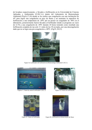 de levadura respectivamente, y llevados a liofilización en la Universidad de Ciencias
Aplicadas y Ambientales (U.D.C.A.) dentro del Laboratorio de Biotecnología
Ambiental (Fig16,17,18) donde se les realizo una congelación con una inclinación de
45º para lograr una congelación en pico de flauta y así aumentar la superficie de
liofilización a una temperatura de -20ºC por no poseer un congelador de -80% en el
laboratorio, posteriormente fueron llevados al liofilizador donde se programo un vacio
de 12 Pa y una congelación de -50ºC durante 24 horas teniendo como resultado una
liofilización completa de tan solo 11 viales de los 30 enviados, por una descongelación
dado que no se logro una pre-congelación a -80ºC. (Fig19, 20,21)
Figura 16, Liofilizador del Laboratorio de Biotecnología Ambiental U.D.C.A.
Figuras 17. Panel de control Liofilizador U.D.C.A. Figura 18. Frascos de liofilización
Figura 19. Viales no liofilizados Figura 20. Liofilización en forma de pico de flauta
 