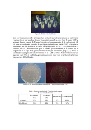 Figura 21. Total de viales Liofilizados
Con los viales conservados a temperatura ambiente durante una semana se realizó una
reactivación de loa levadura, de dos viales adicionándole a estos 1 ml de caldo YGC y
agitando durante espacio de 2 horas, logrando así una suspensión de la cual se tomó 0.1
ml para ser sembrados en cajas de petri por duplicado con medio YGC y llevadas a
incubadora por un tiempo de 3 días a una temperatura de 30ºC +/-2 para realizar el
recuento de UFC, teniendo como guía el control que corresponde a la siembra de la
suspensión de la cepa de C. guilliermondii sin ningún tratamiento, (Fig22,23) donde la
siembra realizada presento un crecimiento de 251 UFC (Tabla5) de promedio lo que nos
equivale a un 92% de viabilidad, presentándonos un muy buen nivel durante el primer
mes después del liofilizado.
Figura 22, 23. Siembra en placa de liofilizado de C. guilliermondii en agar YGC
Tabla 4. Recuento de colonias de C. guilliermondii después
de una semana liofilización
 