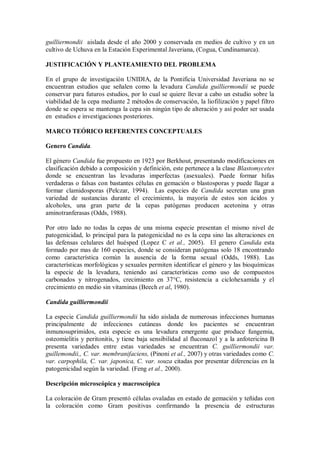 guilliermondii aislada desde el año 2000 y conservada en medios de cultivo y en un
cultivo de Uchuva en la Estación Experimental Javeriana, (Cogua, Cundinamarca).
JUSTIFICACIÓN Y PLANTEAMIENTO DEL PROBLEMA
En el grupo de investigación UNIDIA, de la Pontificia Universidad Javeriana no se
encuentran estudios que señalen como la levadura Candida guilliermondii se puede
conservar para futuros estudios, por lo cual se quiere llevar a cabo un estudio sobre la
viabilidad de la cepa mediante 2 métodos de conservación, la liofilización y papel filtro
donde se espera se mantenga la cepa sin ningún tipo de alteración y así poder ser usada
en estudios e investigaciones posteriores.
MARCO TEÓRICO REFERENTES CONCEPTUALES
Genero Candida.
El género Candida fue propuesto en 1923 por Berkhout, presentando modificaciones en
clasificación debido a composición y definición, este pertenece a la clase Blastomycetes
donde se encuentran las levaduras imperfectas (asexuales). Puede formar hifas
verdaderas o falsas con bastantes células en gemación o blastosporas y puede llagar a
formar clamidosporas (Pelczar, 1994). Las especies de Candida secretan una gran
variedad de sustancias durante el crecimiento, la mayoría de estos son ácidos y
alcoholes, una gran parte de la cepas patógenas producen acetonina y otras
aminotranferasas (Odds, 1988).
Por otro lado no todas la cepas de una misma especie presentan el mismo nivel de
patogenicidad, lo principal para la patogenicidad no es la cepa sino las alteraciones en
las defensas celulares del huésped (Lopez C et al., 2005). El genero Candida esta
formado por mas de 160 especies, donde se consideran patógenas solo 18 encontrando
como característica común la ausencia de la forma sexual (Odds, 1988). Las
características morfológicas y sexuales permiten identificar el género y las bioquímicas
la especie de la levadura, teniendo así características como uso de compuestos
carbonados y nitrogenados, crecimiento en 37°C, resistencia a ciclohexamida y el
crecimiento en medio sin vitaminas (Beech et al, 1980).
Candida guilliermondii
La especie Candida guilliermondii ha sido aislada de numerosas infecciones humanas
principalmente de infecciones cutáneas donde los pacientes se encuentran
inmunosuprimidos, esta especie es una levadura emergente que produce fungemia,
osteomielitis y peritonitis, y tiene baja sensibilidad al fluconazol y a la anfotericina B
presenta variedades entre estas variedades se encuentran C. guilliermondii var.
guillemondii,, C. var. membranifaciens, (Pinoni et al., 2007) y otras variedades como C.
var. carpophila, C. var. japonica, C. var. souza citadas por presentar diferencias en la
patogenicidad según la variedad. (Feng et al., 2000).
Descripción microscópica y macroscópica
La coloración de Gram presentó células ovaladas en estado de gemación y teñidas con
la coloración como Gram positivas confirmando la presencia de estructuras
 