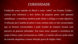 CURIOSIDADE
Conhecido como sapinho no Brasil e como “sabiá” nos Estados Unidos -
curiosa essa referência a dois bichos de pequeno porte, sem aparente
semelhança - a monilíase também pode afetar o esôfago e o trato digestivo.
A infecção por Candida do pênis é mais comum entre os não circuncidados
que os homens circuncidados e pode resultar de relações sexuais com
parceiro ou parceira infectados. Em casos raros, quando a resistência do
corpo é baixa, como na leucemia ou AIDS, a Candida albicans pode entrar
na corrente sanguínea e causar infecção grave de órgãos vitais.
 