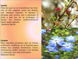 Cerato: Para aquellas personas que no tienen suficiente confianza en sí mismas para tomar sus propias decisiones. Cons-tantemente piden consejo a los demás y a menudo son mal orientados. (Edward Bach). Larch: Para los que no se consideran tan bue-nos ni tan capaces como los demás, que siempre esperan el fracaso y piensan que nunca van a alcanzar el éxito y por eso no se arriesgan ni hacen un intento suficientemente fuerte para lograrlo. (Edward Bach). 