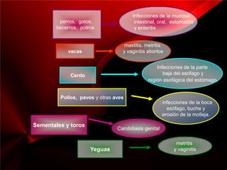 Infecciones de la mucosa
         perros, gatos,                intestinal, oral, estomatitis
        becerros, potros               y enteritis


                                   mastitis. metritis
            vacas                 y vaginitis abortos


                                                 Infecciones de la parte
             Cerdo                                  baja del esófago y
                                             región esofágica del estómago.


         Pollos, pavos y otras aves
                                                   : infecciones de la boca
                                                       esófago, buche y
                                                     erosión de la molleja.

Sementales y toros
                                Candidiasis genital

                                                           metritis
                      Yeguas                              y vaginitis
 
