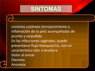 SINTOMAS

Lesiones cutáneas (enrojecimiento o
inflamación de la piel) acompañadas de
prurito y sarpullido
En las infecciones vaginales, puede
presentarse flujo blanquecino, con un
característico olor a levadura
Dolor al orinar
Diarreas
Anorexia
 