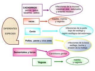 Infecciones de la mucosa
              CACHORROS
                                                  intestinal, oral, estomatitis
               perros, gatos,
                                                  y enteritis micótica
              becerros, potros

                                             mastitis. metritis
                   vacas                       y vaginitis


DIFERENTES                                                  Infecciones de la parte
                    Cerdo                                      baja del esófago y
 ESPECIES                                               región esofágica del estómago.


                Pollos, pavos y otras aves
                                                              : infecciones de la boca
                                                                  esófago, buche y
                                                                erosión de la molleja.

       Sementales y toros
                                       Candidiasis genital

                                                                      metritis
                            Yeguas                                   y vaginitis
 