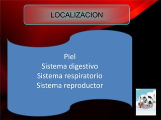 LOCALIZACION




        Piel
  Sistema digestivo
Sistema respiratorio
Sistema reproductor
 