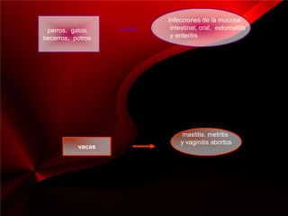 Infecciones de la mucosa
 perros, gatos,     intestinal, oral, estomatitis
becerros, potros    y enteritis




                        mastitis. metritis
                       y vaginitis abortos
           vacas
 