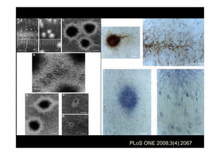 PLoS ONE 2008;3(4):2067
 