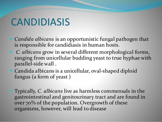 candida albicans definition