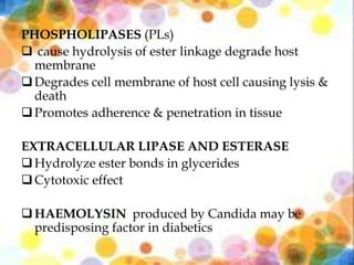 PHOSPHOLIPASES (PLs)
 cause hydrolysis of ester linkage degrade host
membrane
Degrades cell membrane of host cell causing lysis &
death
Promotes adherence & penetration in tissue
EXTRACELLULAR LIPASE AND ESTERASE
Hydrolyze ester bonds in glycerides
Cytotoxic effect
HAEMOLYSIN produced by Candida may be
predisposing factor in diabetics
 