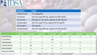 C. albicans C. parapsilosis C. glabrata C. tropicalis C.krusei Criptococo Aspergillus Zigomicetos
ANFOTERICINA + + + + + + + +
FLUCONAZOL + + - -/+ - + - -
VORICONAZOL + + + + + + + -
CASPOFUNGINA + +/- + + + - + -
MICAFUNGINA + + + + + - + -
ANIDULAFUNGINA + + + + + - + -
FÁRMACO DOSIS
Anfotericina B 3-5 mg/kg/24h
Fluconazol Dosis de carga 800 mg, seguido de 400 mg/dia
Voriconazol 400 mg/12 h dos dosis, seguido de 200 mg/12h
Caspofungina Dosis de carga 70 mg, seguido de 50 mg/24h
Micafungina 100 mg/24h
Anidulafungina Dosis de carga 200 mg, seguido de 100 mg/24h
 