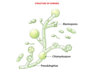 Condida Structures Labeled Current Developments in Prevention and Treatment of Candidiasis | PPTX