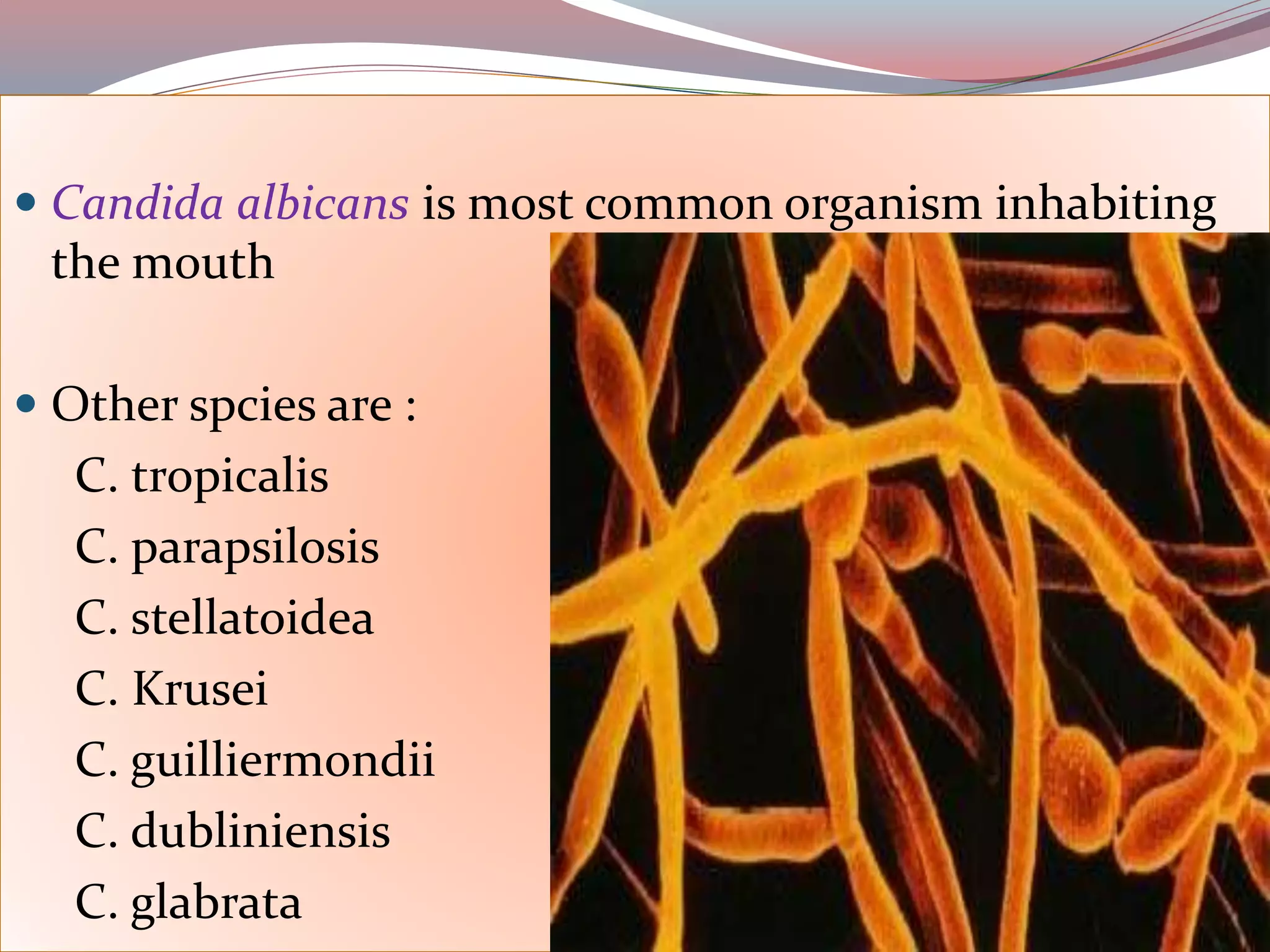  Candida albicans is most common organism inhabiting
the mouth
 Other spcies are :
C. tropicalis
C. parapsilosis
C. stellatoidea
C. Krusei
C. guilliermondii
C. dubliniensis
C. glabrata
 