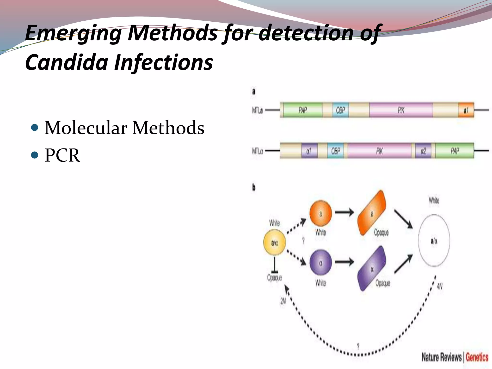 Emerging Methods for detection of
Candida Infections
 Molecular Methods
 PCR
 