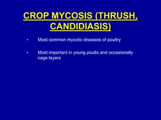 CROP MYCOSIS (THRUSH,
CANDIDIASIS)
• Most common mycotic diseases of poultry
• Most important in young poults and occasionally
cage layers
 