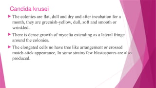 Krusei CANDIDIASIS-DIFFERENT SPECIES OF CANDIDA AND ITS INFECTION | PPTX