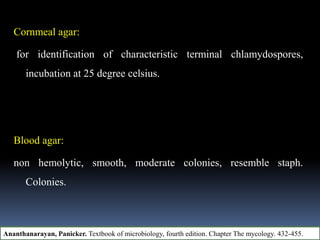 Cornmeal agar:
for identification of characteristic terminal chlamydospores,
incubation at 25 degree celsius.
Blood agar:
non hemolytic, smooth, moderate colonies, resemble staph.
Colonies.
Ananthanarayan, Panicker. Textbook of microbiology, fourth edition. Chapter The mycology. 432-455.
 