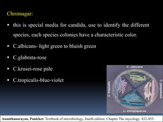 Chromagar:
 this is special media for candida, use to identify the different
species, each species colonies have a characteristic color.
 C.albicans- light green to bluish green
 C.glabrata-rose
 C.krusei-rose pale
 C.tropicalis-blue-violet
Ananthanarayan, Panicker. Textbook of microbiology, fourth edition. Chapter The mycology. 432-455.
 