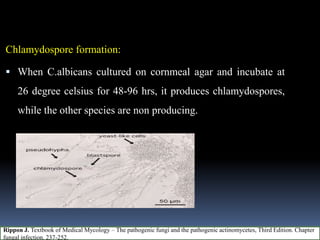 Chlamydospore formation:
 When C.albicans cultured on cornmeal agar and incubate at
26 degree celsius for 48-96 hrs, it produces chlamydospores,
while the other species are non producing.
Rippon J. Textbook of Medical Mycology – The pathogenic fungi and the pathogenic actinomycetes, Third Edition. Chapter
fungal infection. 237-252.
 