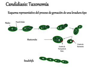 Seudohifa
Núcleo ParedCelular
Cicatrizde
NacimientoCicatrizde
Formaciónde
Brote
Blastoconidia
Esquema representativo del procesode gemación de una levadura tipo
Candidiasis: Taxonomía
 