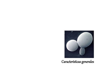 Características generales
 