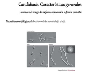 Transición morfológica: de blastoconidia a seudohifa e hifa.
Candidiasis: Características generales
Cambios del hongode su formacomensal a la formaparásita:
 