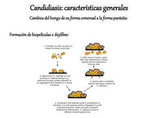 Formaciónde biopelículas o biofilms:
Candidiasis: características generales
Cambios del hongode su formacomensal a la formaparásita:
 