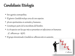 • Son agentes cosmopolitas.
• El género Candida incluye cerca de 200 especies.
• 58 son oportunistas en animales y humanos .
• Constituyen parte de la microbiota del hombre.
• 6 a 8 especies son las que más se presentan en infecciones en humanos:
(C. albicans 40 - 85%).
• El grupo denominado Candida no-albicans está en aumento.
C. albicans
Candidiasis: Etiología
 