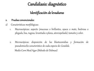 Candidiasis: diagnóstico
Identificación de levaduras
2. Pruebas convencionales:
a) Características morfológicas:
1. Macroscópicas: aspecto (mucosas o brillantes, opaca o mate, buitrosa o
plegada, lisa, rugosa, levantada o plana, aterciopelada), tamaño y color.
2. Microscópicas: disposición de las blastoconidias y formación de
pseudomicelio característico de cada especie de Candida.
Medio Corn Meal Agar (Método de Dalmau)
 