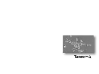 Taxonomía
 