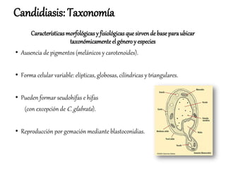 Características morfológicas y fisiológicas que sirvende base paraubicar
taxonómicamenteel género y especies
• Ausencia de pigmentos (melánicos y carotenoides).
• Forma celular variable: elípticas, globosas, cilíndricas y triangulares.
• Pueden formar seudohifas e hifas
(con excepción de C. glabrata).
• Reproducción por gemación mediante blastoconidias.
Candidiasis: Taxonomía
 