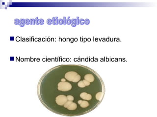  Clasificación: hongo tipo levadura.
Nombre científico: cándida albicans.