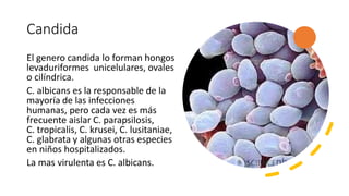 Candida
El genero candida lo forman hongos
levaduriformes unicelulares, ovales
o cilíndrica.
C. albicans es la responsable de la
mayoría de las infecciones
humanas, pero cada vez es más
frecuente aislar C. parapsilosis,
C. tropicalis, C. krusei, C. lusitaniae,
C. glabrata y algunas otras especies
en niños hospitalizados.
La mas virulenta es C. albicans.
 