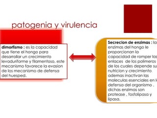 patogenia y virulencia
dimorfismo : es la capacidad
que tiene el hongo para
desarrollar un crecimiento
levaduriforme y filamentoso, este
mecanismo favorece la evasion
de los mecanismo de defensa
del huesped.
Secrecion de enzimas : las
enzimas del hongo le
proporcionan la
capacidad de romper las
enlaces de los polimeros
de los cuales depende su
nutricion y crecimiento
ademas inactivan las
moleculas esenciales en la
defensa del organismo .
dichas enzimas son
protease , fosfolipasa y
lipasa.
 