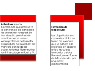 Adhesinas: es una
biomolecule que promueve
la adherencia de candida a
las celulas del huesped. Se
han descrito proteinas de
candida que se unen a
varias proteinas de la matrix
extracellular de las celulas de
manifero dentro de las
cuales tenemos fribronectina
laminina colageno tipo I y IV.
Formacion de
biopeliculas
Las biopeliculas son
capas de celulas en
forma de levadura
que se adhere a la
superficie en la parte
arriba las cuales
forman las celulas
filamentosas en forma
de hifa,rodeadas por
una matriz
exopolimerica
 