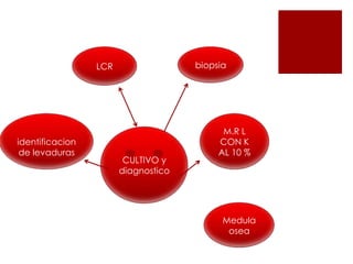 identificacion
de levaduras
LCR biopsia
M.R L
CON K
AL 10 %
CULTIVO y
diagnostico
Medula
osea
 