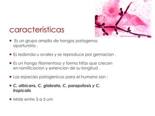 caracteristicas
 Es un grupo amplio de hongos patogenos
oportunista .
 Es redonda u ovales y se reproduce por gemacion .
 Es un hongo filamentoso y forma hifas que crecen
en ramificacion y extencion de su longitud .
 Las especies patogenicos para el humano son :
 C. albicans, C. glabrata, C. parapsilosis y C.
tropicalis
 Mide entre 3 a 5 um
 