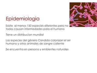 Epidemiologia
Existe al menos 150 especies diferentes pero no
todos causan infermedades para el humano
Tiene un distribucion mundial
Las especies del género Candida colonizan el ser
humano y otros animales de sangre caliente
Se encuentra en persona y embientes naturales
 