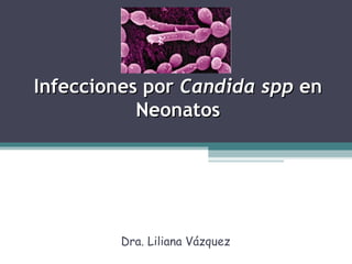 Infecciones por Candida spp en
           Neonatos




         Dra. Liliana Vázquez
 