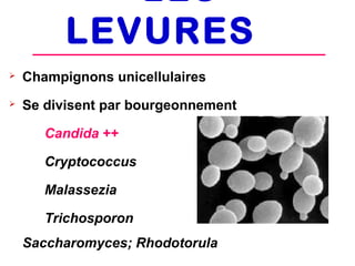 LES
          LEVURES
   Champignons unicellulaires
   Se divisent par bourgeonnement

       Candida ++

       Cryptococcus

       Malassezia

       Trichosporon
    Saccharomyces; Rhodotorula
 