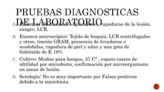 A. Muestras obtenidas de: Aplicadores, rapaduras de la lesión,
sangre, LCR.
B. Examen microscópico: Tejido de biopsia, LCR centrifugados
y otros, tinción GRAM, presencia de levaduras o
seudohifas, rapadura de piel y uñas y una gota de
hidróxido de K 10%
C. Cultivo: Medios para hongos, 37 C° , esputo carece de
ultilidad por microbiota, confirmación por microorganismo
en zonas de lesión.
D. Serología: No es muy importante por Falsos positivos
debido a la microbiota.
 