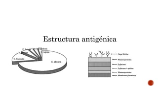 Estructura antigénica
 